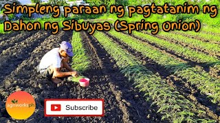 Simpleng paraan ng pagtatanim ng dahon ng sibuyas spring onion [upl. by Eca]