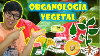 BIOLOGÍA FREE   REINO PLANTAE II  ORGANOLOGIA VEGETAL  Raíz tallo hojas flores y frutos 👉😍🌿 [upl. by Anaeda]