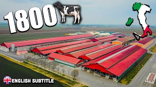 BIG DAIRY FARM XL 🇮🇹 Il passe de 900 à 1800 Vaches 🐄💨 [upl. by Anelrats]