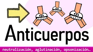 ANTICUERPOS ¿PARA QUÉ SIRVEN  Isotipos y Funciones Efectoras [upl. by Melissa]