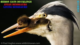 When a heron eats ducklings there is nothing a mother duck can do to stop this animal hunting [upl. by Eelyam]