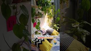 I enjoy a lot plants company 😍😍🌱🌿☘️🍀My Indoor Jungle shorts indoorplantsdecor indoorjungle [upl. by Dahc608]