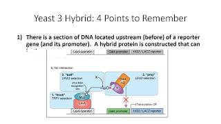 Yeast Three Hybrid Made Ridiculously Simple [upl. by Lucic]