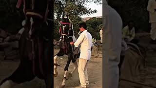 Are Balma more Balma gana par ghode ka dance My new viral video my chnnale subscribe [upl. by Aix]