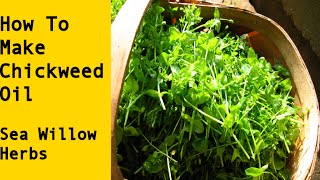 How to Make Chickweed Infused Herbal Oil [upl. by Rats626]