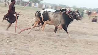 today winner dand mani khokhar wala mela syed Hashim time 254 update on Bull tv [upl. by Cristiona]