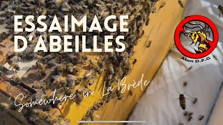 Essaimage d’abeilles à LaBrède [upl. by Inneg]