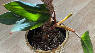 Strawberry shake philodendron  reverted update [upl. by Gun]