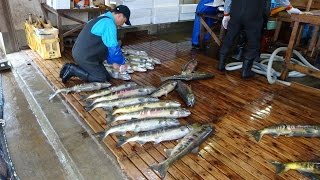 （山形）清流牛渡川の鮭遡上☆水揚げ作業見学！Oncorhynchus keta [upl. by Rockwood]