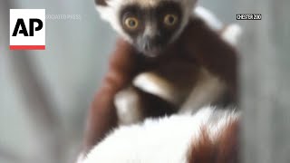 Rare dancing lemur baby born at Chester zoo in UK [upl. by Arihsat]