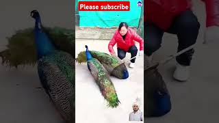 love peacock birds parrot [upl. by Nnylacissej]