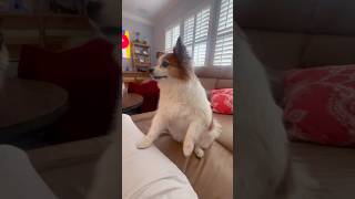 Dogs react to the debut [upl. by Anilam]