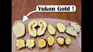 Yellow Flesh Potato Smackdown Comparing Yellow Flesh Diploids with Yukon Gold [upl. by Auqinahs250]