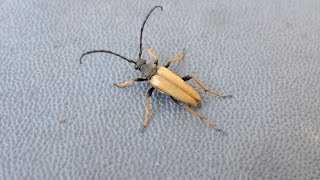 Corymbia rubra  Rothalsbock  RedBrown Longhorn Beetle [upl. by Aseral]