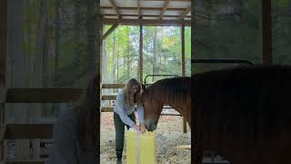 Baby Horse Helps Clean His Stall [upl. by Ula290]