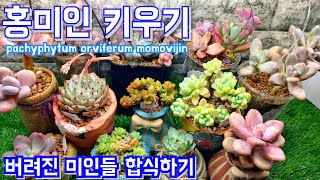 홍미인 키우기 amp 주워 온 미인 분갈이 하기 pachyphytum orviferum momovijin [upl. by Nial]