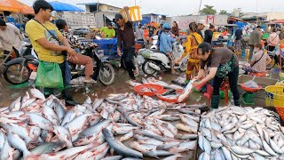 Giant Fish Distribution Site In Cambodia  Fish Market Scenes amp Vendors Life In Market [upl. by Ainollopa944]