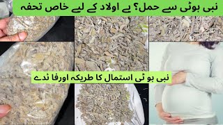 How To Use Nabi Boti For Pregnancy  nabi boti ko istmal kesy karte hai  nabi boti vs mariam boti [upl. by Nnaylime]