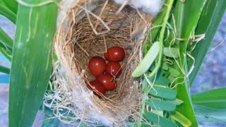 Cettis Warbler red eggs hatching in nest [upl. by Bunow]