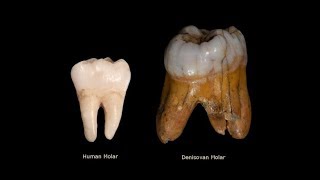 Are Denisovans the Giants of the Bible [upl. by Atarman455]