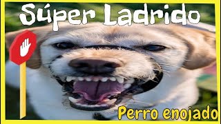 Ladridos De Perros GRANDES ENOJADOS  Efecto De SONIDO [upl. by Etnuahs334]