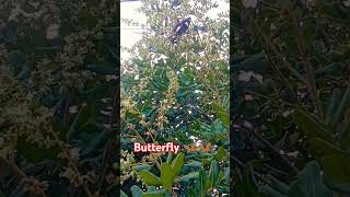 Butterfly eating flowers 🦋🦋🦋 cute nature butterfly music love [upl. by Rabka]