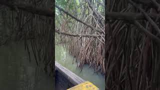 Mangrove forest paravoor varkala countryboat ridingmangrovekandalkaadvarkalanaturebeauty thoni [upl. by Thetes738]