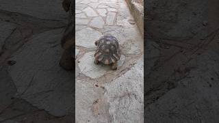 Облямована черепаха  Testudo marginata в Афінах [upl. by Scutt302]