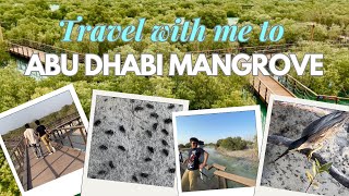 The Lush Mangroves of Abu Dhabi A Nature Lovers Guide [upl. by Ylime]