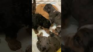 Mini Bernedoodle Puppies 22 days old [upl. by Cohin436]