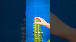 touching a cactus 💀 funny [upl. by Gran492]