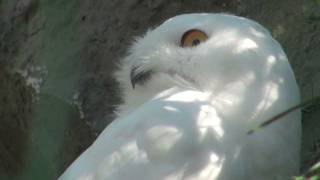 More Snowy Owl Bird Snowy White Owl Mysterious bird of Quebec [upl. by Colbert]