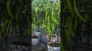 Green Chilies They will ripe soon chili garden farming pertanian [upl. by Cyril]