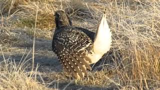 sharptailed grouse lek in saskatchewan [upl. by Wilber]