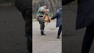 ‼️Pitbull protects its owner from attack by an intruder GUARDODESSA Training of bodyguard dogs [upl. by Acinet]