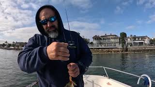 Fishing San Diego bay Spotties halibut 061424 Hookup Baits Damiki Backdrop [upl. by Asserrac]