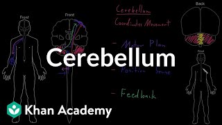 Cerebellum  Organ Systems  MCAT  Khan Academy [upl. by Lumbye]