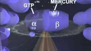 Just How Toxic is Mercury  A Study by University of Calgary [upl. by Ahsekal409]