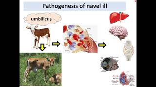 Navel ill joint ill omphalophlebitis [upl. by Annawyt]