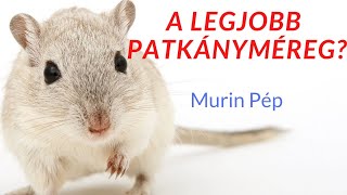 Patkányméreg  A Legjobb Patkányméreg MURIN Patkányirtó Szer  A Leghatásosabb Patkányirtó Szer [upl. by Nomolas749]