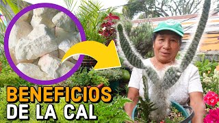 EL mejor CICATRIZANTE Y ENRAIZANTE para tus plantas LA CAL  ENRAIZANTE casero para CACTUS y FLORES [upl. by Rollo]