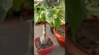 Sterculia Colorata Bonsai Caudex Plant from My 🌵 Collection [upl. by Eannej585]