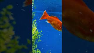 Bright fish aquarium satisfyingvideos relaxing fishlovers nature shortclip [upl. by Arrakat435]