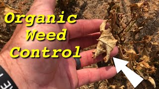 Organic Weed Killer For Gardens [upl. by Amihc855]