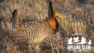 How To Hunt Prairie Grouse 2019 Nebraska Upland Slam [upl. by Aicnorev]