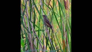 Early morning surprise  Eurasian wryneck [upl. by Leach]