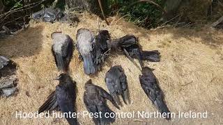 Farm yard pest control shooting crows [upl. by Atlanta]