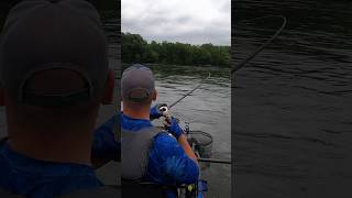 BIG Potomac River Channel Cat ate Chatterbait fishing fisherman fishingvideo viral catfish [upl. by Zerline689]