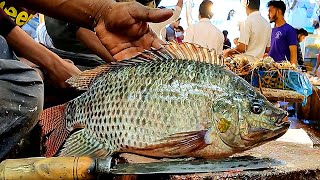 Amazing Cutting Skills  Live Big Tilapia Fish Cutting By Expert Fish Cutter [upl. by Attaynek221]