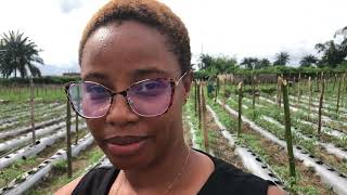 How this young female Farmer Shares Her Blueprint for Tomatoes Farming Success In Nigeria [upl. by Champ]